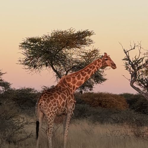 Discover Luxury Namibia: 8 Days 7 Nights 